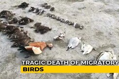 Thousands Of Birds Found Dead At Sambhar Saltwater Lake In Rajasthan Thousands Of Birds Found Dead At Sambhar Saltwater Lake In Rajasthan