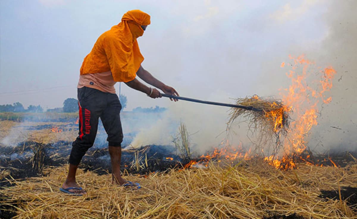 Punjab Records Over 300 Cases Of Stubble Burning Since September 15