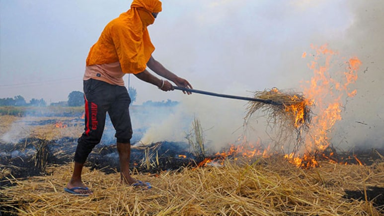 Punjab Records Over 300 Cases Of Stubble Burning Since September 15