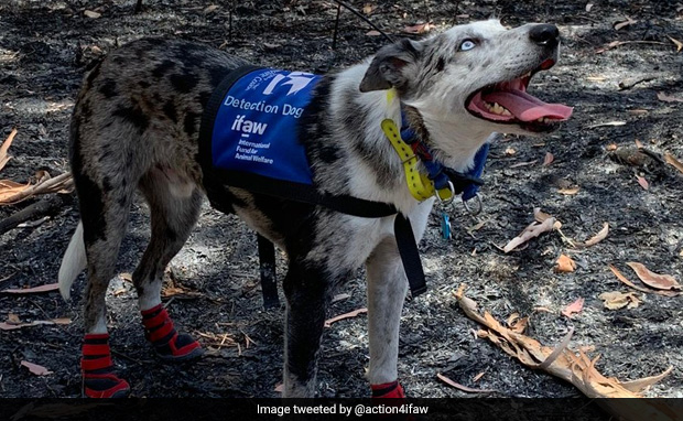 How "Bear" The Dog Helped Find Koalas Injured In Australian Bushfires