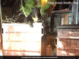 Watch: Cops Rescue Huge Bear Trapped In Dumpster Watch: Cops Rescue Huge Bear Trapped In Dumpster
