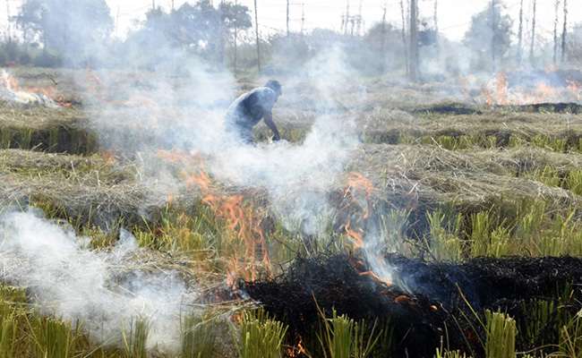 Haryana Farm Fires Down By 45%, Complete Prevention In 2 Years: Pollution Board