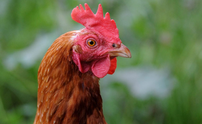 For Killing A Rooster In Bihar, Case Against 7 And A Post-Mortem