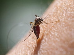 Malaria Cases On Rise In Delhi: Expert Shares Tips To Stay Safe This Monsoon