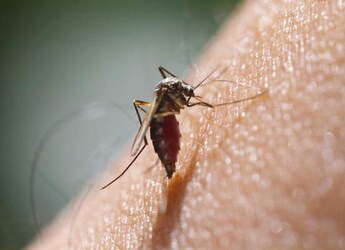 Foods To Eat And Avoid While Treating Malaria Foods To Eat And Avoid While Treating Malaria