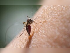 दिल्ली में लगातार बढ़ रहे हैं मलेरिया का खतरे, जानिए इन बीमारियों से बचने का तरीका