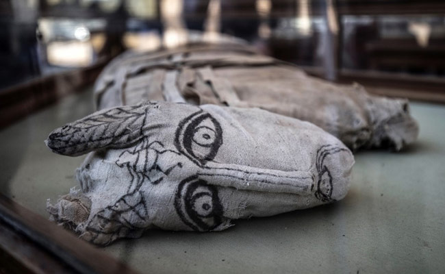 Mummified Lion Cubs, Cats, Crocodiles Unveiled In Egypt