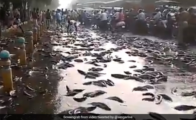 कानपुर की सड़क पर अचानक दिखीं इतनी सारी मछलियां, लोगों ने ऐसे मचाई लूट... देखें VIDEO