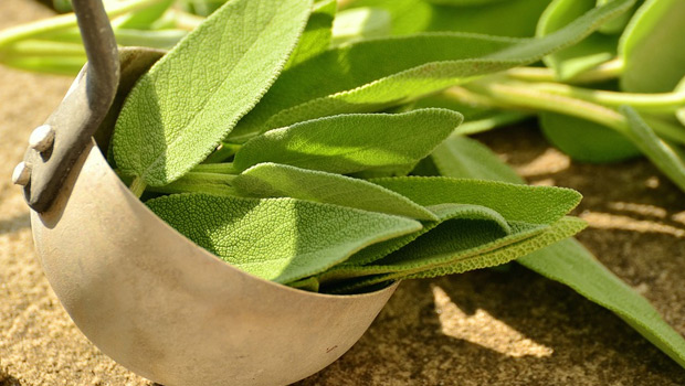 Herb For Health: Why and How You Should Add Sage Herb In Your Diet