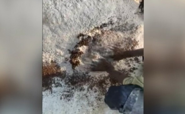 बाजार में अब नकली जीरा, पुलिस ने छापा मारकर 5 लोगों को किया गिरफ्तार