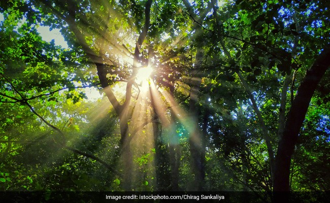 "We're Part Of Solution": International Day For Biological Diversity 2021 Theme