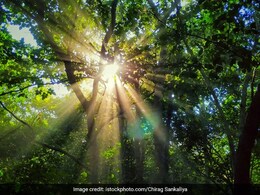 Did You Know? Your Favourite Foods Could Disappear Due To Climate Change