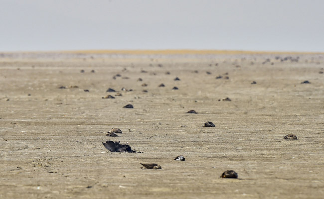 Bacterial Disease Behind Mass Bird Deaths at Sambhar Lake: Report