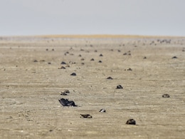 Nearly 18,000 Birds Dead In Rajasthan, Ashok Gehlot Wants Wetland Authority Operational Nearly 18,000 Birds Dead In Rajasthan, Ashok Gehlot Wants Wetland Authority Operational