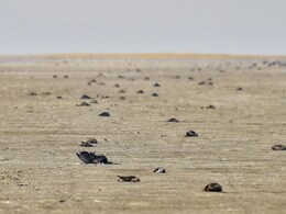 सांभर झील में फिर से प्रवासी पक्षियों की मौत से हड़कंप, अब तक डेढ़ दर्जन पक्षियों की हो चुकी मौत