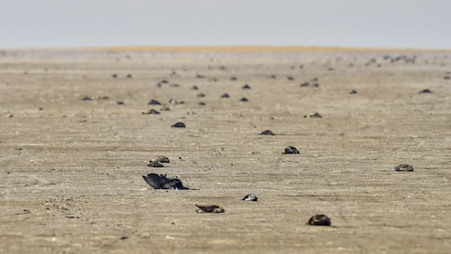 सांभर झील में फिर से प्रवासी पक्षियों की मौत से हड़कंप, अब तक डेढ़ दर्जन पक्षियों की हो चुकी मौत