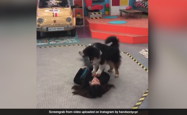 महिला को पड़ा दिल का दौरा...तो कुत्ते ने यूं CPR कर बचाई जान, देखें Viral Video