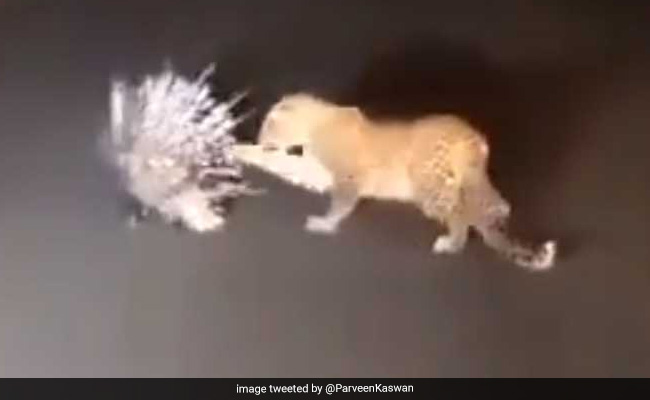 Highway पर हुई तेंदुए की ऐसी जंग, जानवर ने किया अटैक तो तड़पकर भागने लगा... देखें VIDEO