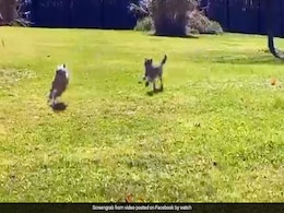 कुत्ते के पीछे पड़ा चीते का बच्चा, दौड़ लगाकर आया पास और किया ऐसा... देखें Viral Video कुत्ते के पीछे पड़ा चीते का बच्चा, दौड़ लगाकर आया पास और किया ऐसा... देखें Viral Video