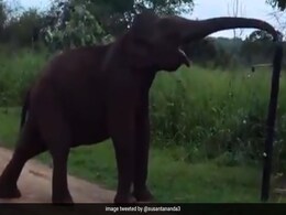 Watch How This Smart Elephant Found A Way To Cross An Electric Fence Watch How This Smart Elephant Found A Way To Cross An Electric Fence