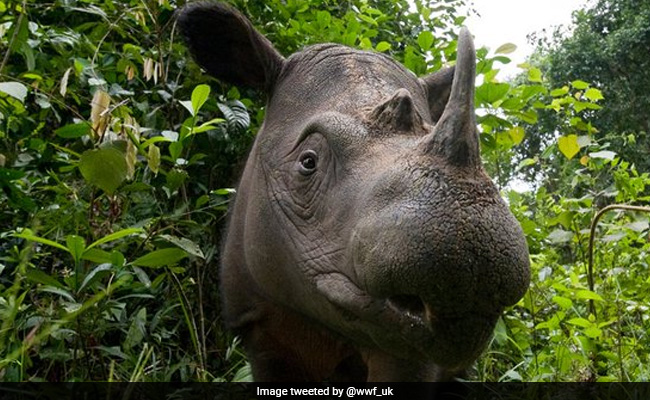 Sumatran Rhino Now Extinct In Malaysia After Last One Dies Of Cancer