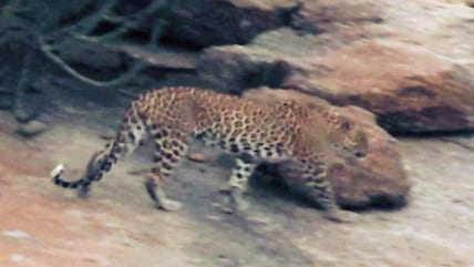 Sponsored: Jawai And Rohet Garh - Rajasthan's New Hotspots For Wildlife Lovers