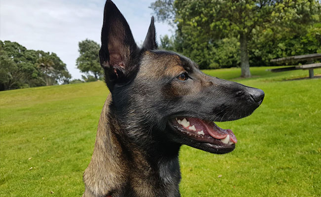 34 Dogs Of Special Breed Stolen From Noida Hospital, 10 Recovered