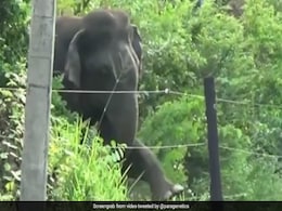 जंगली हाथी ने जबरदस्त जुगाड़ से तोड़ी बिजली की तार, ऐसे की सड़क पार, देखें VIDEO जंगली हाथी ने जबरदस्त जुगाड़ से तोड़ी बिजली की तार, ऐसे की सड़क पार, देखें VIDEO