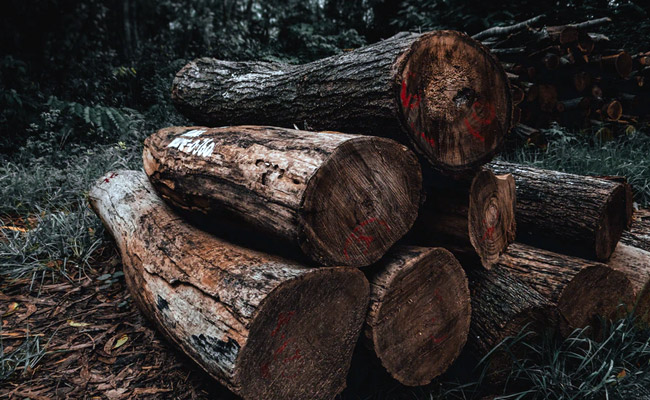 Over 100 World Leaders Commit $19 Billion To End Deforestation By 2030