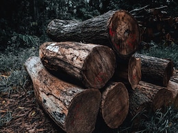 Over 100 World Leaders Commit $19 Billion To End Deforestation By 2030 Over 100 World Leaders Commit $19 Billion To End Deforestation By 2030