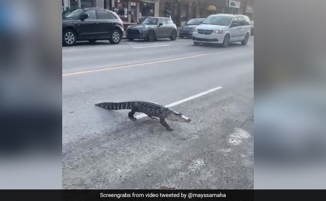 Drivers Slow Down As Escaped Alligator Calmly Crosses Road In Viral Video