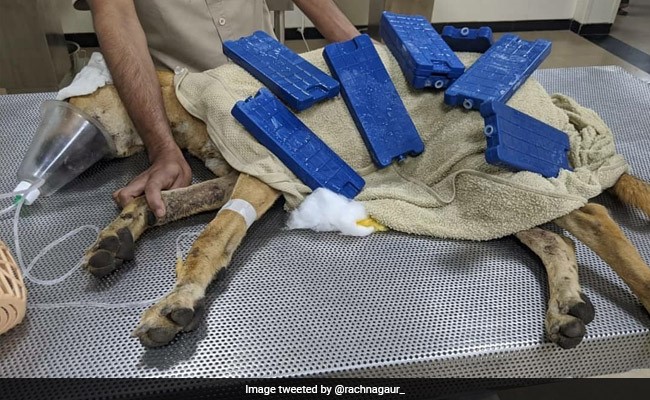 Security Guards In Gurgaon Thrash Street Dog, Attempt To Bury It Alive