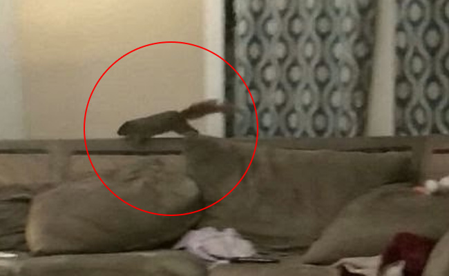 Watch: Utter Chaos As Squirrel Comes Down Chimney, Leads Family On Chase