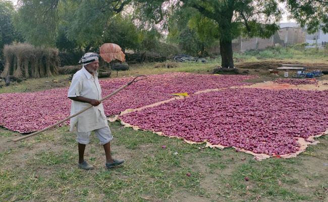 Madhya Pradesh Farmers Stand Guard Over Onion Crops After Theft Cases