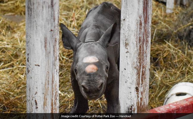 "It's A Boy!": Meet The Rare Black Rhino Baby Born On Christmas Eve