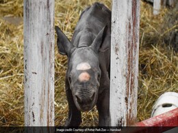 "It's A Boy!": Meet The Rare Black Rhino Baby Born On Christmas Eve "It's A Boy!": Meet The Rare Black Rhino Baby Born On Christmas Eve