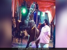 TikTok Top 5: शादी में घोड़े ने दो टांग पर खड़े होकर किया जबरदस्त डांस, देखें Video TikTok Top 5: शादी में घोड़े ने दो टांग पर खड़े होकर किया जबरदस्त डांस, देखें Video