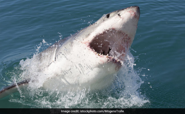 Australian Surfer Survives Great White Shark Attack