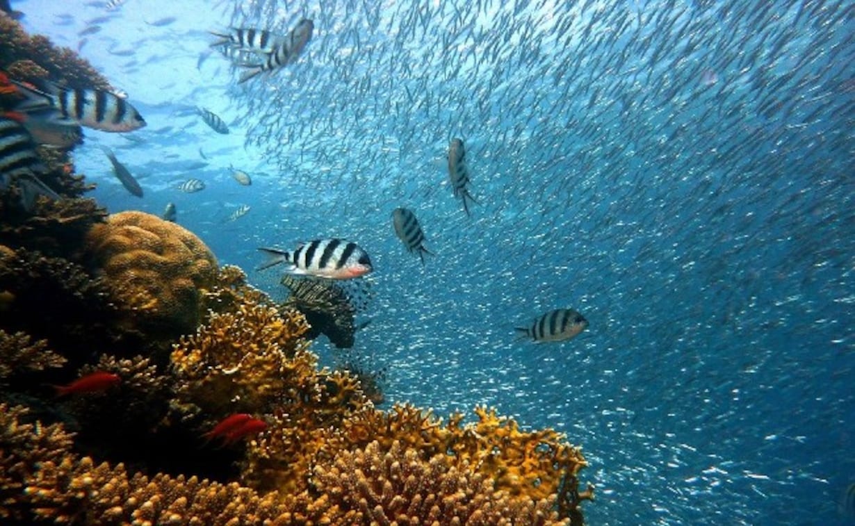 Coral Reefs Of West Indian Ocean May Collapse In 50 Years ...