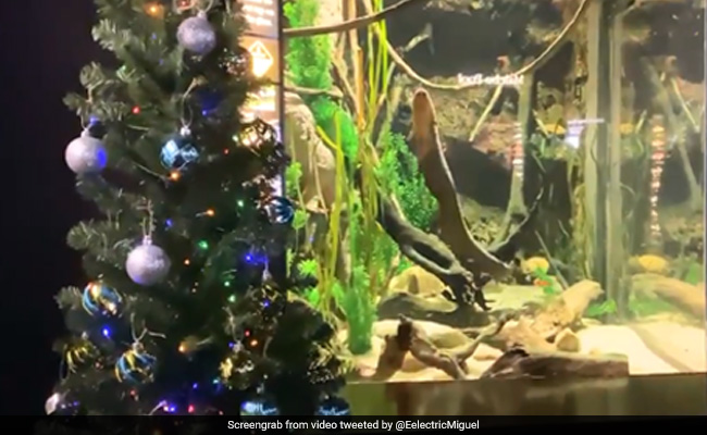 Meet Miguel Wattson, The Electric Eel That's Powering A Christmas Tree