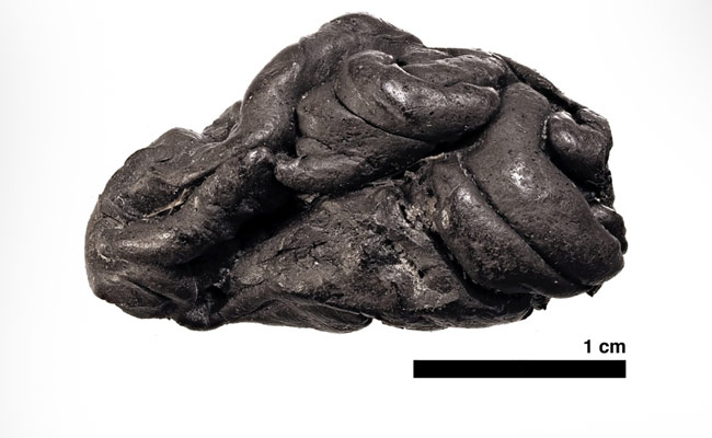 Stone-Age "Chewing-Gum" Yields Human DNA; Did It Keep Its Flavour?