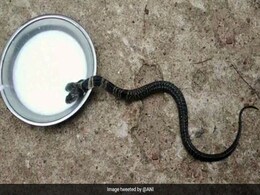 Two-Headed Snake Found In Bengal Village Two-Headed Snake Found In Bengal Village