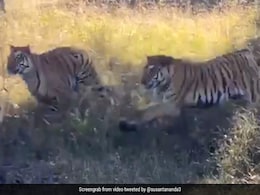 नेशनल पार्क में मजे से घूम रहा था हिरण, अचानक दो शेरों ने लगाई दौड़ और हुआ ऐसा... देखें Video नेशनल पार्क में मजे से घूम रहा था हिरण, अचानक दो शेरों ने लगाई दौड़ और हुआ ऐसा... देखें Video