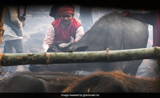 नेपाल के गढ़ीमाई मंदिर में मेला शुरू, दी जाएगी 30 हज़ार पशुओं की बलि