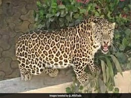 Leopard Caught From Mumbai Building, Released In National Park Leopard Caught From Mumbai Building, Released In National Park