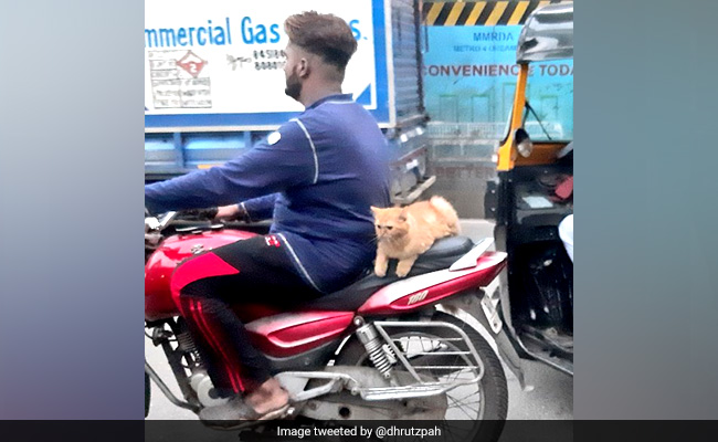 Cat Enjoys Bike Ride In Mumbai, Pics Delight Twitter