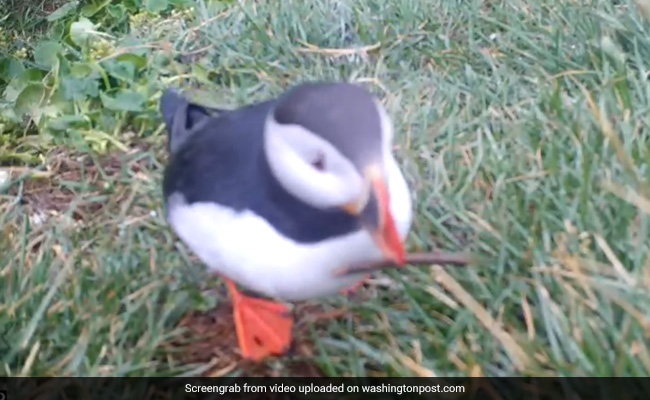 Watch: Rare Video Shows Seabird Using A Tool To Scratch An Itch