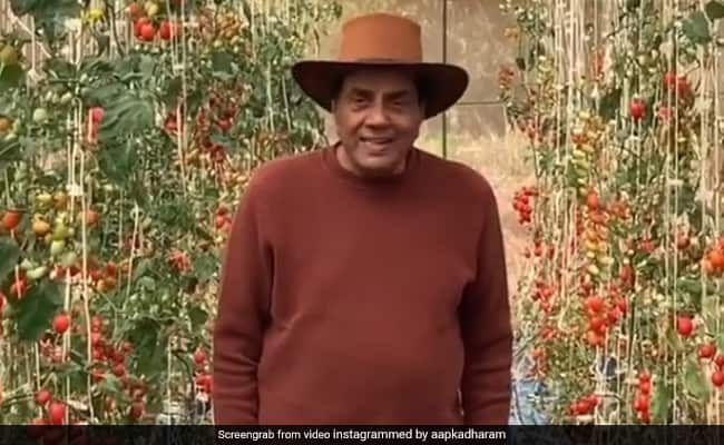 Dharmendra Birthday: धर्मेंद्र 84 साल की उम्र में भी हैं एकदम फिट! जानें उनकी फिटनेस का राज, देखें वीडियो