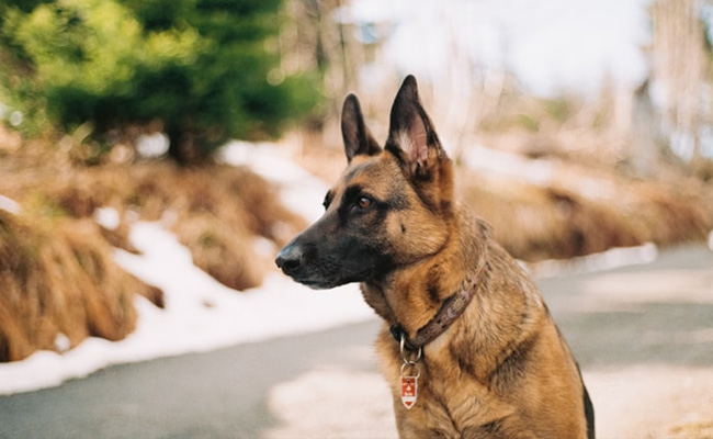 US Stops Sending Sniffer Dogs To Jordan, Egypt After Multiple Deaths