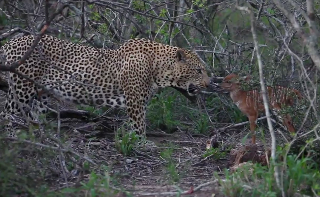 On Camera: Baby Nyala Charges At Leopard Repeatedly In Bid To Escape